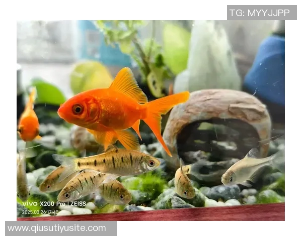今日趣图：探讨鱼缸中的咸水鱼与淡水鱼共存的可能性与挑战